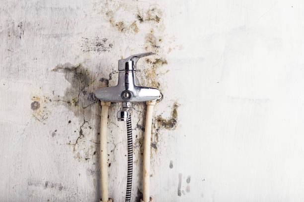 Best Mold Cleaning Services  in New Baltimore, MI