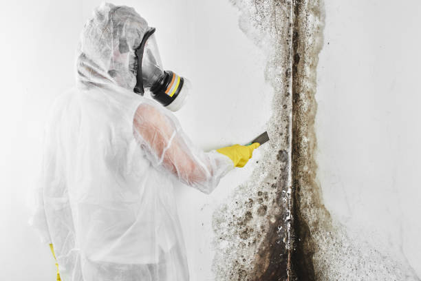 Attic Mold Removal in New Baltimore, MI