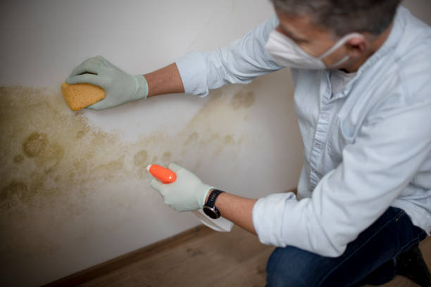 Certified Mold Removal in New Baltimore, MI