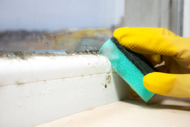 Best Fast Mold Removal  in New Baltimore, MI