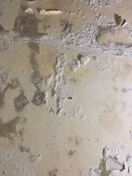 New Baltimore, MI Mold Removal Company