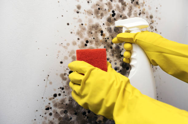 Best Mold Testing  in New Baltimore, MI
