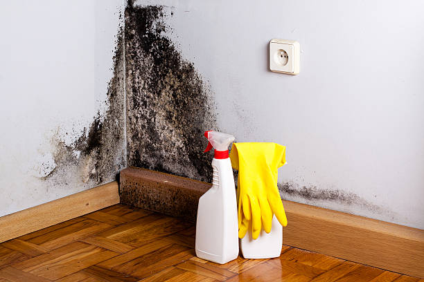 Best Residential Mold Removal  in New Baltimore, MI
