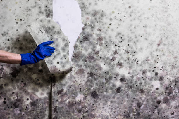 Best Mold Damage Repair  in New Baltimore, MI