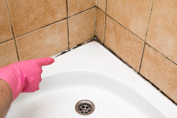Best Best Mold Removal Companies  in New Baltimore, MI